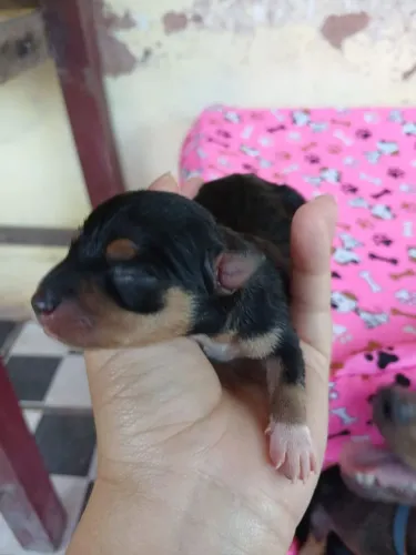 Lindo Casal de Filhotes de Pinscher Nº 1