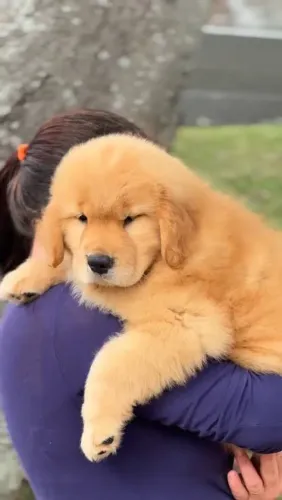 Golden retliver