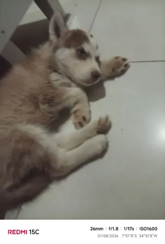 Vende se filhote de husky siberiano