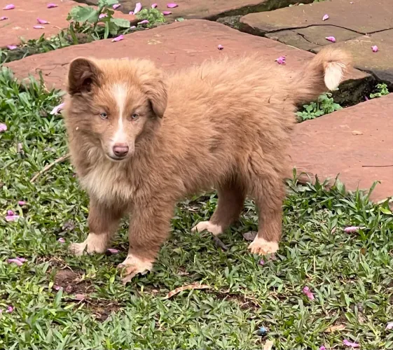 Border collie