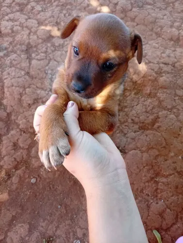 Doa-se filhote de cachorro, tem 1 mês 