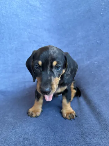 Dachshund Alerquim 