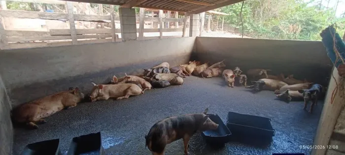 Porcos e Leitões 