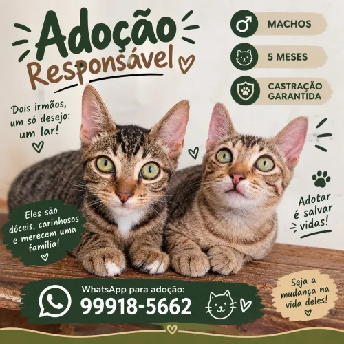 Gatinhos para Adoção Responsável