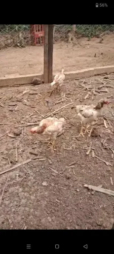 Galinha caipira a venda
