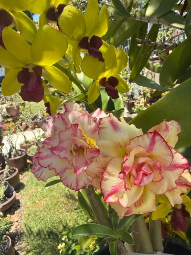 Lote de coleção de rosas do deserto