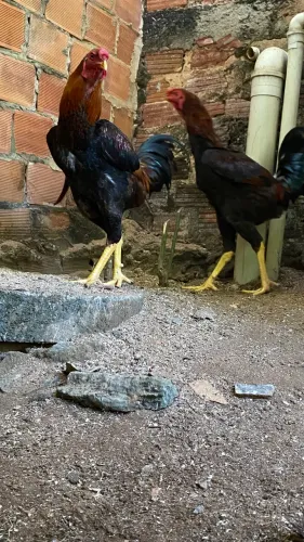 Galo de quintal