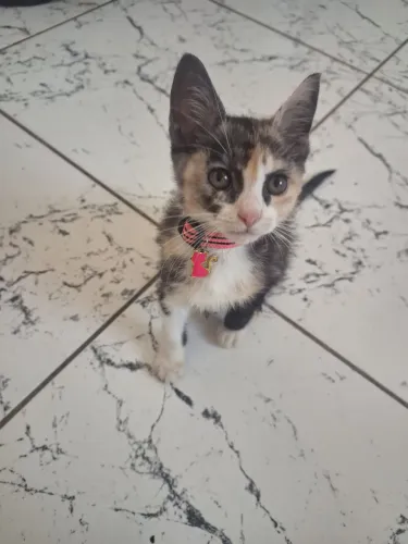 Gata fêmea filhote para adoção 