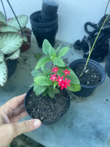 Lindas plantas