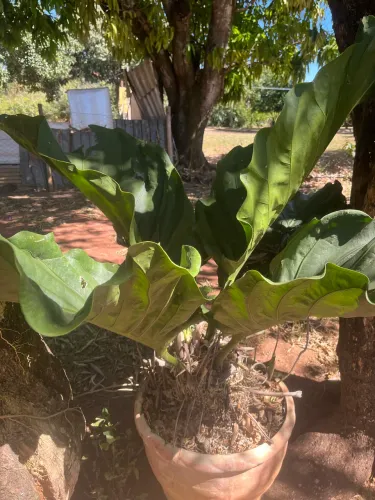 Vaso com gigante planta orelha de elefante 