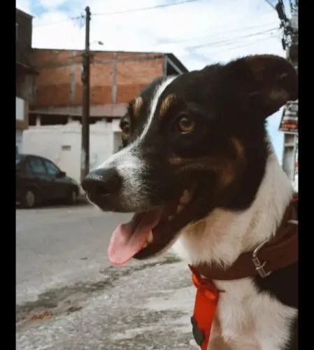 Doacao Cachorro 