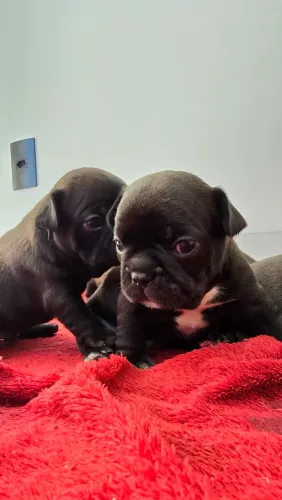 Buldogue Francês