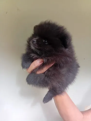 Lulu da pomerania