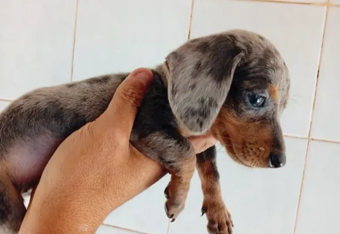 Filhote de dachshund salsicha mofados e sólidos basset