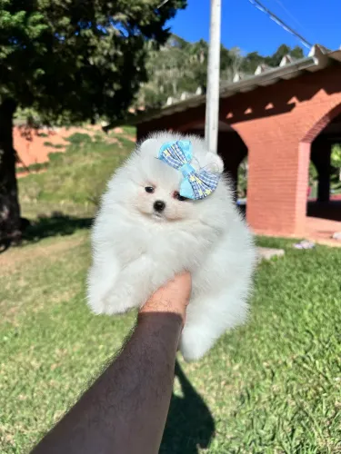 LULU DA POMERANIA PREMIUM!!!
