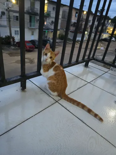 Doação de gato