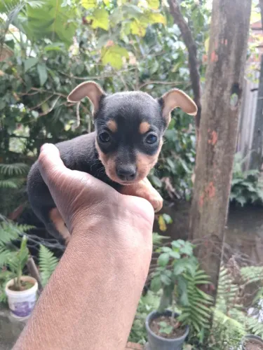 Machinho e fêmea de pinche