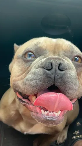 Bulldog frances macho
