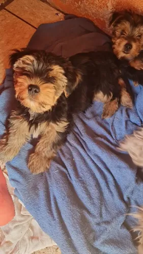 Yorkshire disponíveis dois machos