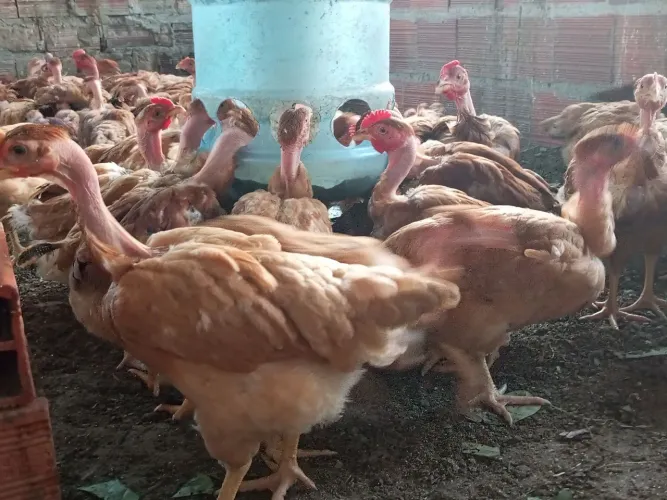 Galinhas Label rouge