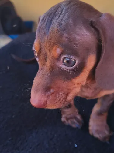 Cachorro salsicha 