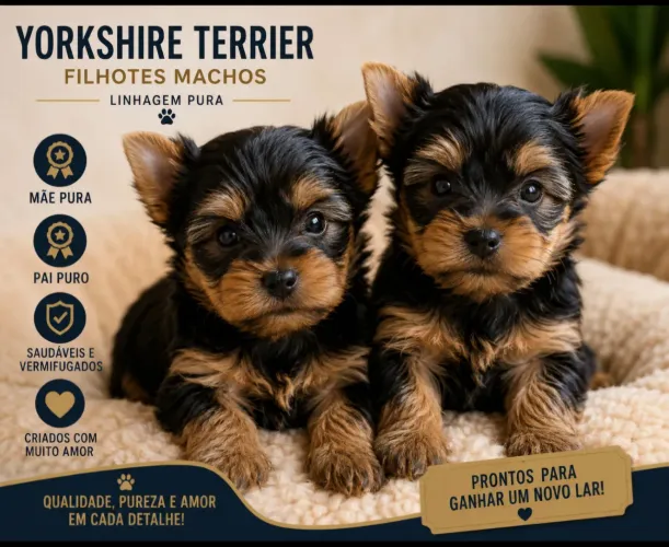 Yorkshire Terrier Machos Filhotes Lindos e Saudáveis