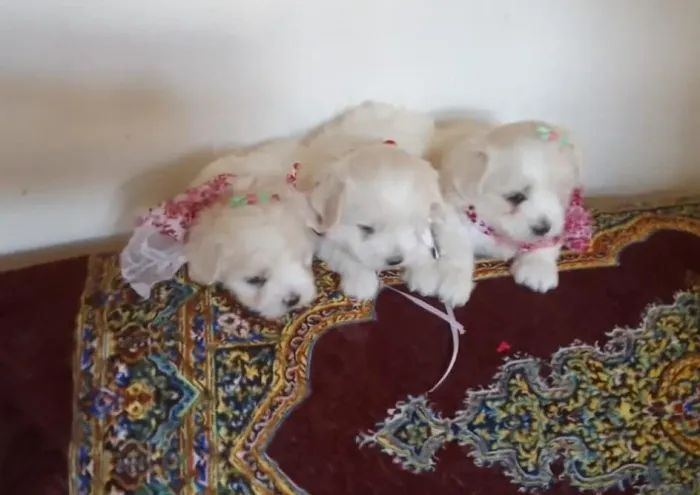 Filhote de Maltês o pequeno fofo que leva alegria para todos os dias