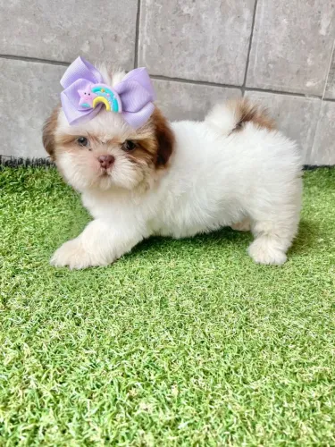 Shih Tzu belíssimos filhotes com pedigree  