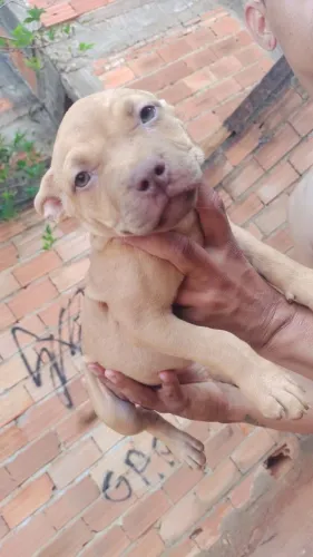 Filhotes de Pitbull