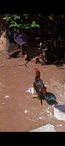 Vendo frango índio puro raçador 8 meses