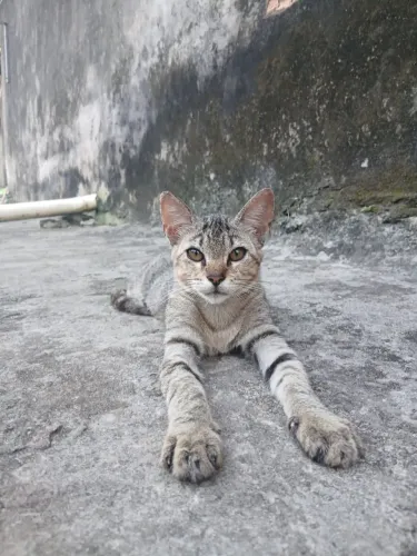 Gatinho disponível doação