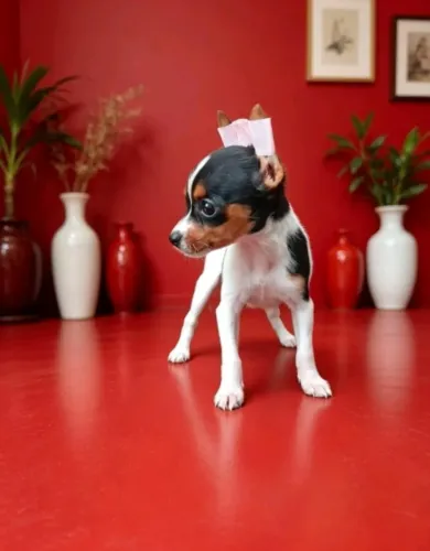 Pinscher zero fofíssimo