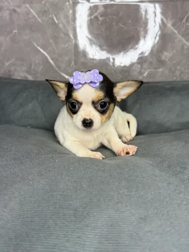 Chihuahua fêmea