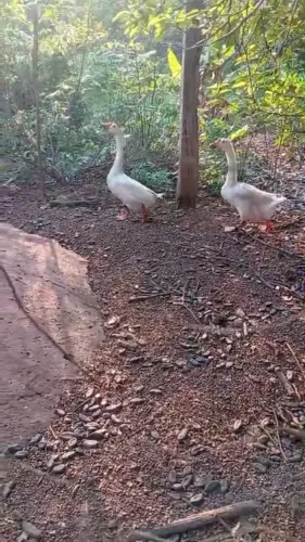 Vendo gansa Sinaleiro Chinês 