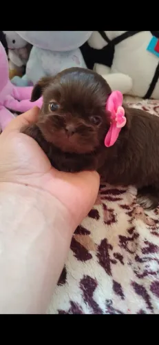 Shihtzu filhotes fêmeas