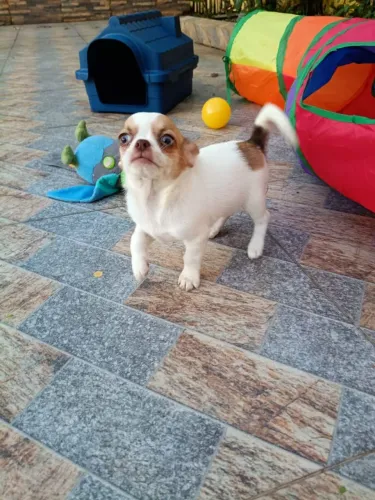 Chihuahua macho, linhagem Importada, em 10x no Cartão.