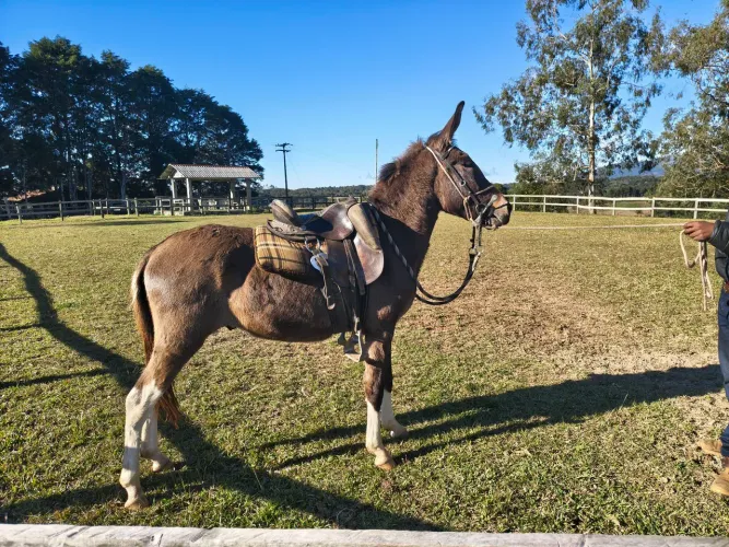 Burro Pampa Marcha Picada
