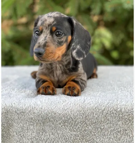Mini Basset dachshund macho filhote lindíssimo 