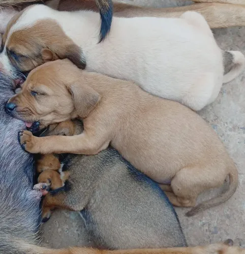 Estou doando esses cachorrinhas com 2 meses de idade filhotes