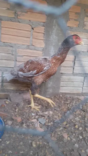 Franga carioca