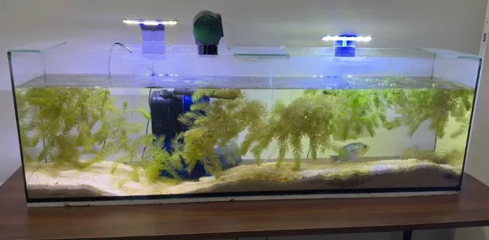 Aquário 90L (Somente Aquário R$ 550)