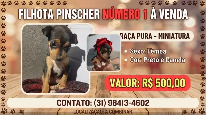 Vede-se filhote de Pinscher