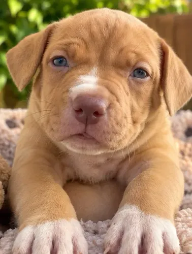 Vendo filhote de American bully fêmea