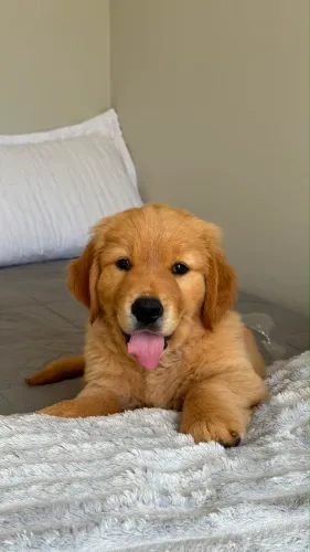 Golden Retrivier filhote