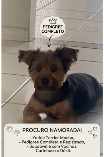 Yorkshire macho procurando fêmea