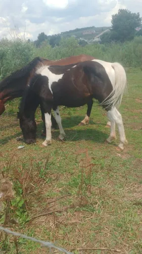 vendo cavalo garanhão pampa de preto marcha