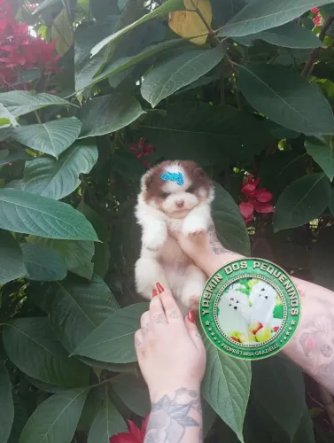 Promoção imperdível Último Lulu da Pomerânia Trichoco tan olhos azuis Maravilhoso