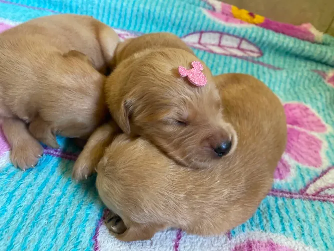 Filhotes de GOLDEN RETRIEVER 
