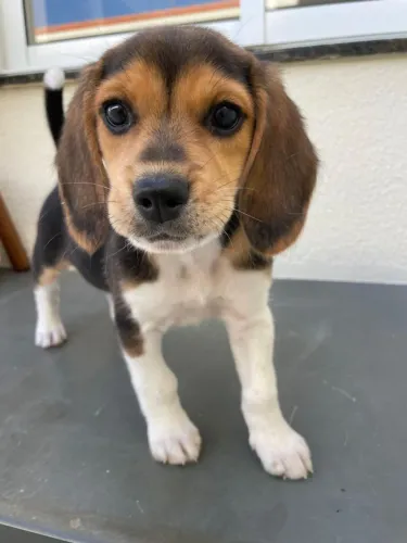 Beagle o filhote que vai encher seu lar de alegria