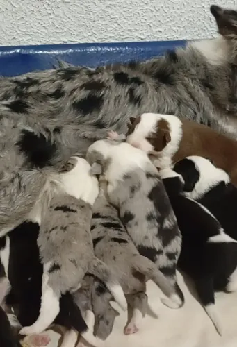 Border Collie filhotes